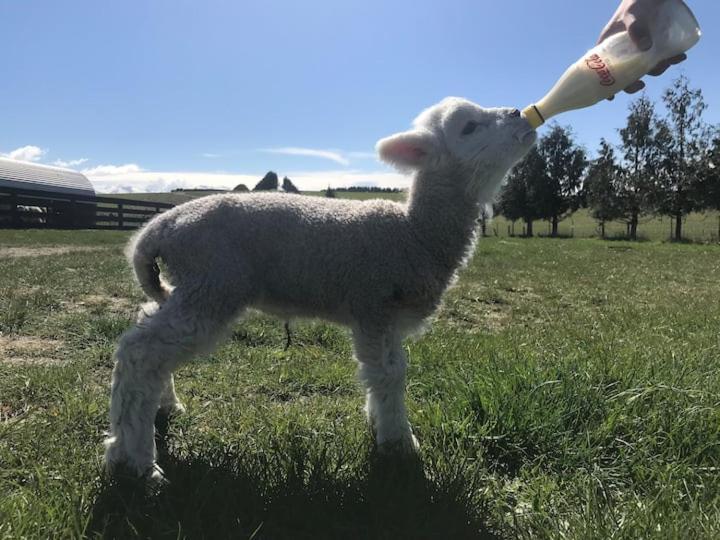 Shearvue Farmstay With Optional Free Farm Experience At 5Pm Fairlie Exteriér fotografie